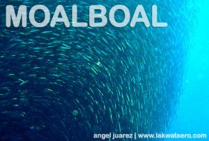 Moalboal