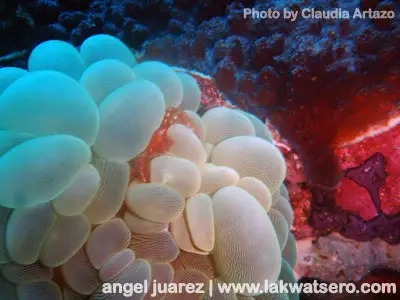Taken with Olympus Tough 8000 with underwater casing.