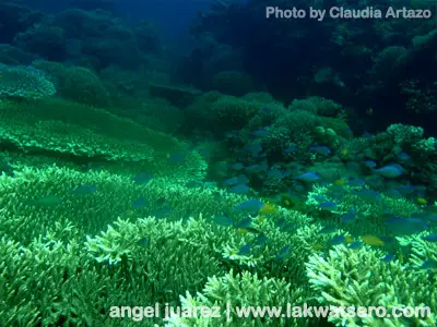 Taken with Olympus Tough 8000 with underwater casing.