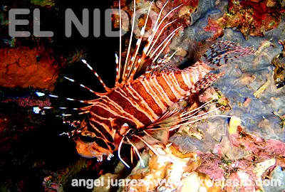 El Nido