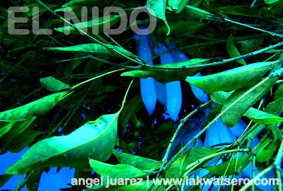 El Nido