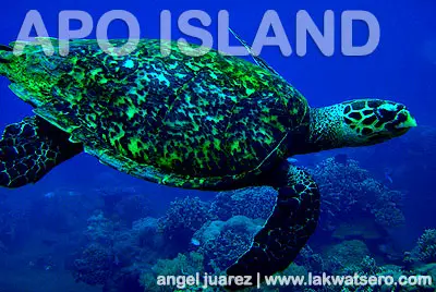 Apo Island