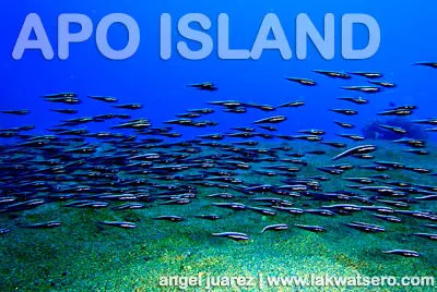 Apo Island