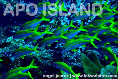 Apo Island