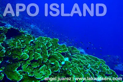 Apo Island