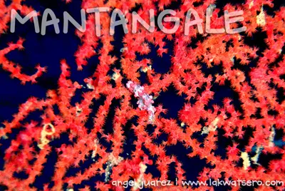 Diving in Camiguin and Mantangale