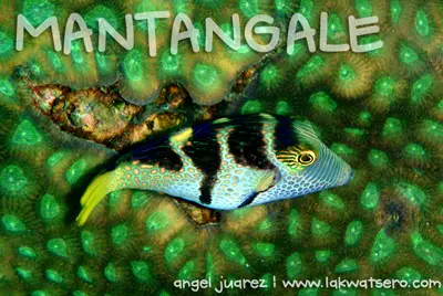 Diving in Camiguin and Mantangale