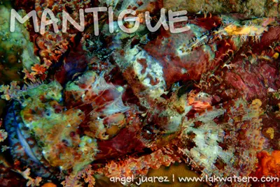 Diving in Camiguin and Mantangale