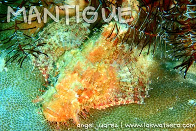 Diving in Camiguin and Mantangale