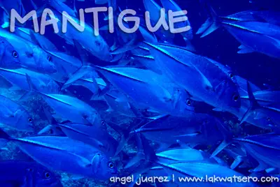 Diving in Camiguin and Mantangale