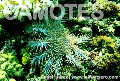 Diving in Camotes Islands