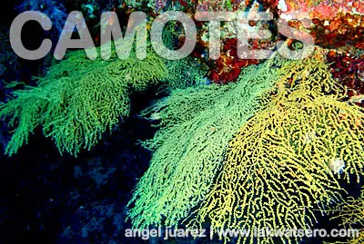 Diving in Camotes Islands
