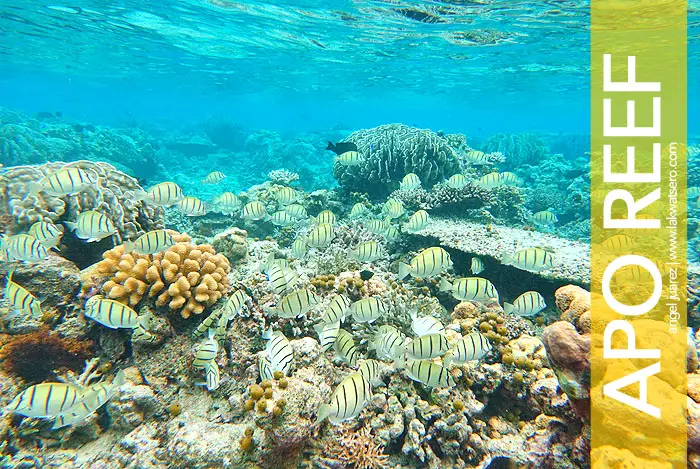 Apo Reef