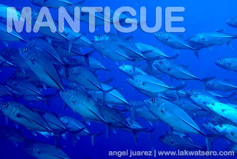 Mantigue Island Mantigue Island