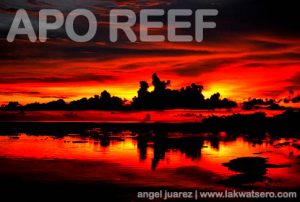 Apo Reef