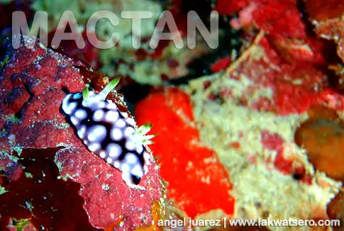Diving in Mactan