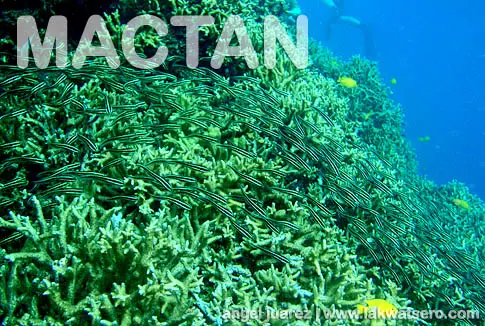 Diving in Mactan Diving in Mactan