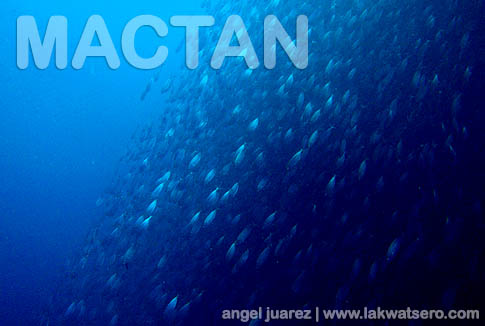 Diving in Mactan Diving in Mactan