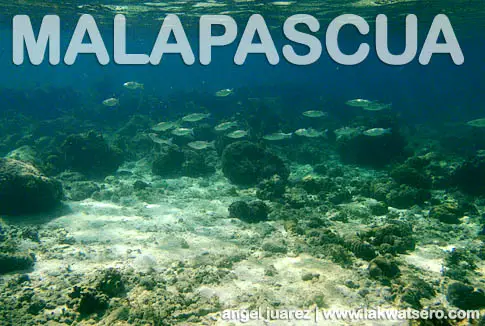 Snorkeling in Malapascua Snorkeling in Malapascua