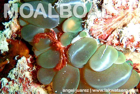 Dive Moalboal
