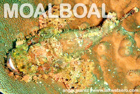 Dive Moalboal