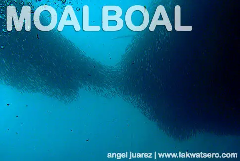 Dive Moalboal