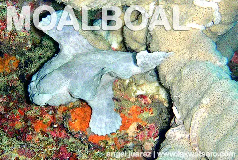 Dive Moalboal