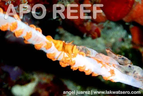 Dive Apo Reef Dive Apo Reef