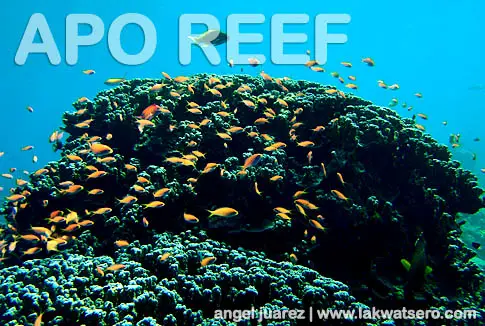Dive Apo Reef Dive Apo Reef