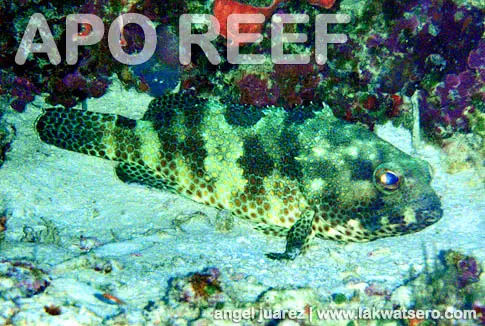 Dive Apo Reef Dive Apo Reef