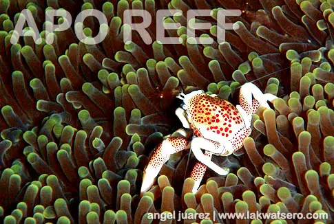 Dive Apo Reef Dive Apo Reef