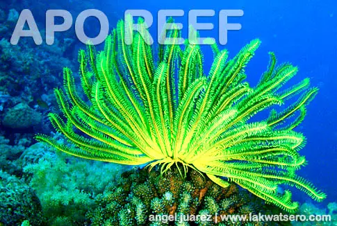 Dive Apo Reef Dive Apo Reef