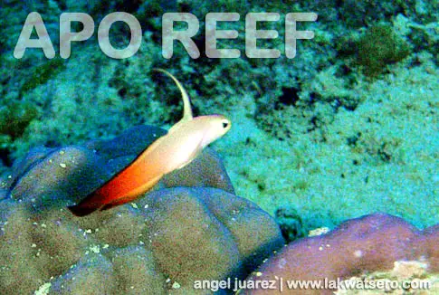 Dive Apo Reef