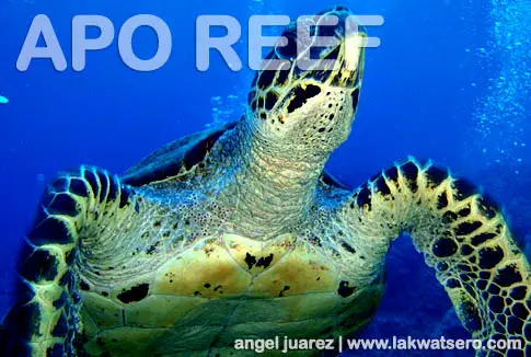 Dive Apo Reef