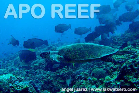 Dive Apo Reef Dive Apo Reef
