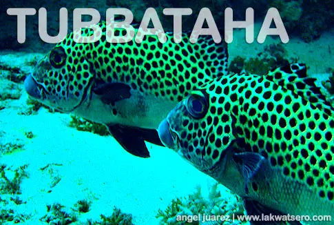 Tubbataha Tubbataha