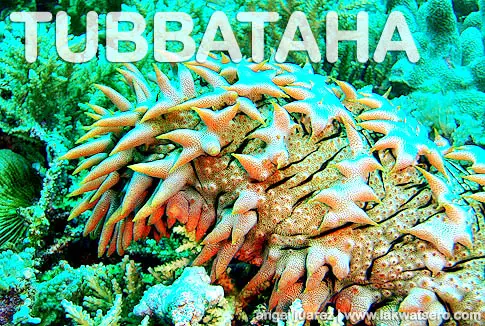 Tubbataha Tubbataha