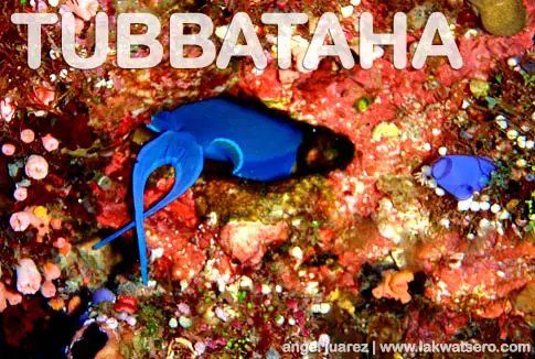 Tubbataha Tubbataha