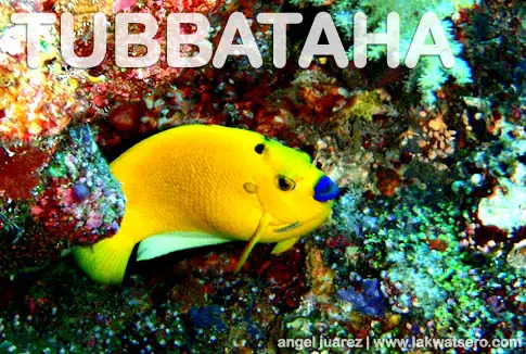 Tubbataha Tubbataha