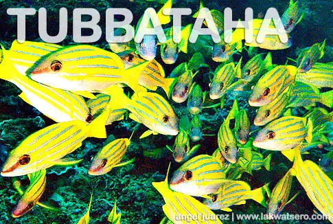 Tubbataha Tubbataha