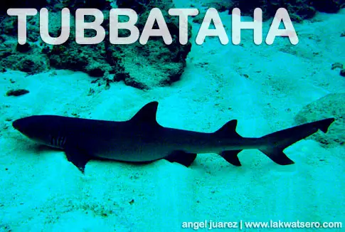 Tubbataha Tubbataha