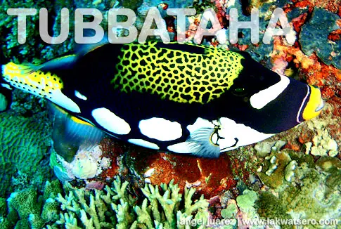 Tubbataha Tubbataha