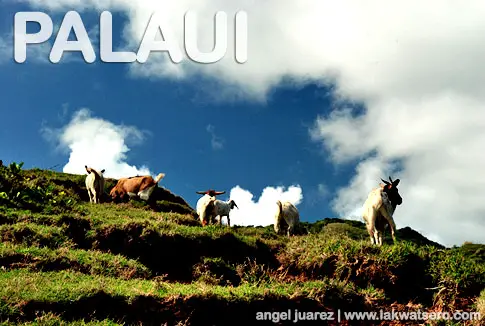 Palaui Palaui