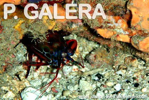 Diving in Puerto Galera Diving in Puerto Galera