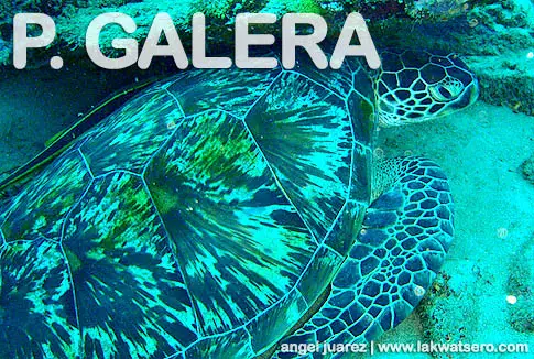 Diving in Puerto Galera Diving in Puerto Galera