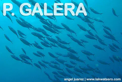 Diving in Puerto Galera