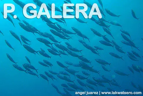 Diving in Puerto Galera Diving in Puerto Galera