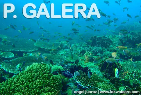 Diving in Puerto Galera