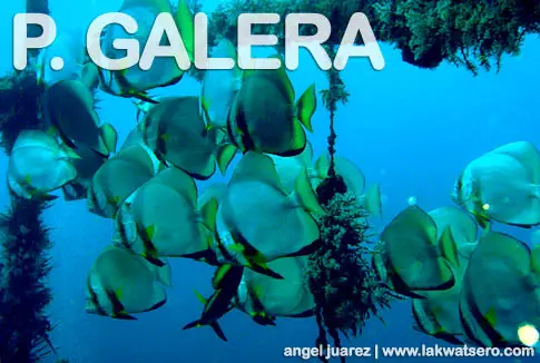 Diving in Puerto Galera Diving in Puerto Galera