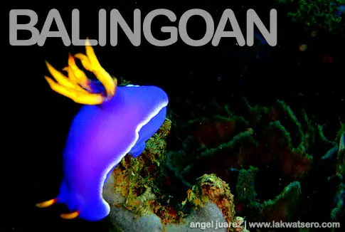 Diving in Balingoan